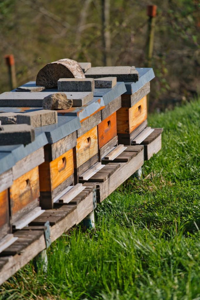 rustic-bee-hives-in-a-lush-meadow-setting-28462151 Wooden bee hives in a lush outdoor meadow, a serene beekeeping scene.